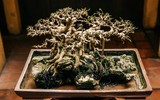 [Ảnh] Đưa thiên nhiên thu nhỏ vào các tác phẩm nghệ thuật Bonsai Phố cổ