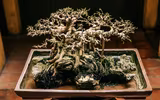 [Ảnh] Đưa thiên nhiên thu nhỏ vào các tác phẩm nghệ thuật Bonsai Phố cổ