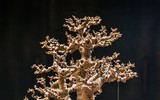 [Ảnh] Đưa thiên nhiên thu nhỏ vào các tác phẩm nghệ thuật Bonsai Phố cổ