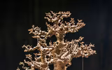 [Ảnh] Đưa thiên nhiên thu nhỏ vào các tác phẩm nghệ thuật Bonsai Phố cổ