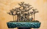 [Ảnh] Đưa thiên nhiên thu nhỏ vào các tác phẩm nghệ thuật Bonsai Phố cổ