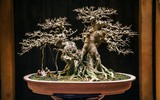 [Ảnh] Đưa thiên nhiên thu nhỏ vào các tác phẩm nghệ thuật Bonsai Phố cổ