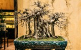 [Ảnh] Đưa thiên nhiên thu nhỏ vào các tác phẩm nghệ thuật Bonsai Phố cổ
