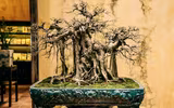 [Ảnh] Đưa thiên nhiên thu nhỏ vào các tác phẩm nghệ thuật Bonsai Phố cổ