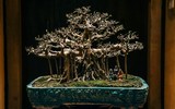 [Ảnh] Đưa thiên nhiên thu nhỏ vào các tác phẩm nghệ thuật Bonsai Phố cổ