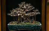 [Ảnh] Đưa thiên nhiên thu nhỏ vào các tác phẩm nghệ thuật Bonsai Phố cổ