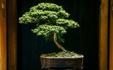 [Ảnh] Đưa thiên nhiên thu nhỏ vào các tác phẩm nghệ thuật Bonsai Phố cổ