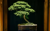 [Ảnh] Đưa thiên nhiên thu nhỏ vào các tác phẩm nghệ thuật Bonsai Phố cổ