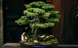 [Ảnh] Đưa thiên nhiên thu nhỏ vào các tác phẩm nghệ thuật Bonsai Phố cổ