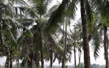 [Ảnh] Các bức tượng công viên Thống Nhất 