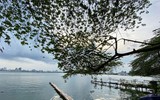 [ẢNH] Hồ Tây - Bức tranh Hà Nội đa sắc màu
