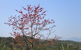 [ẢNH] Mê mẩn sắc hoa tháng Giêng nơi miền biên viễn