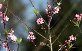 [ẢNH] Mê mẩn sắc hoa tháng Giêng nơi miền biên viễn