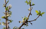 [ẢNH] Mê mẩn sắc hoa tháng Giêng nơi miền biên viễn
