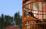 [ẢNH] Mê mẩn sắc hoa tháng Giêng nơi miền biên viễn