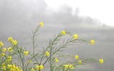 [ẢNH] Mê mẩn sắc hoa tháng Giêng nơi miền biên viễn