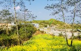 [ẢNH] Mê mẩn sắc hoa tháng Giêng nơi miền biên viễn