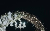 Ưng Hoàng Phúc cầu hôn, tặng vợ nhẫn 60.000 USD