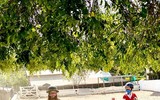 Cuộc sống của 