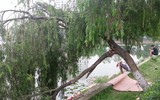 Hà Nội: Ô nhiễm khủng khiếp ở công viên hồ Đền Lừ