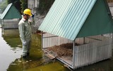 Tận mắt ngắm đàn thiên nga đẻ trứng ở hồ Thiền Quang