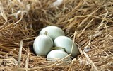 Tận mắt ngắm đàn thiên nga đẻ trứng ở hồ Thiền Quang