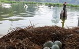 Tận mắt ngắm đàn thiên nga đẻ trứng ở hồ Thiền Quang