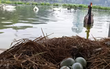 Tận mắt ngắm đàn thiên nga đẻ trứng ở hồ Thiền Quang