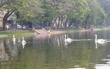 Tận mắt ngắm đàn thiên nga đẻ trứng ở hồ Thiền Quang