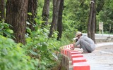 Cây bồ đề linh thiêng ở Nghĩa trang Trường Sơn