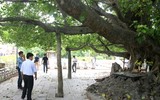 Cây bồ đề linh thiêng ở Nghĩa trang Trường Sơn