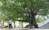 Cây bồ đề linh thiêng ở Nghĩa trang Trường Sơn