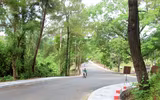 Cây bồ đề linh thiêng ở Nghĩa trang Trường Sơn