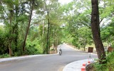 Cây bồ đề linh thiêng ở Nghĩa trang Trường Sơn