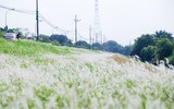 Đồng cỏ tranh trắng lãng mạn giữa Thủ đô