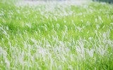 Đồng cỏ tranh trắng lãng mạn giữa Thủ đô