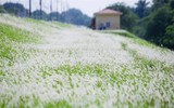 Đồng cỏ tranh trắng lãng mạn giữa Thủ đô