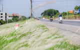 Đồng cỏ tranh trắng lãng mạn giữa Thủ đô