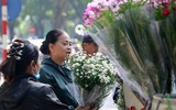 Cúc họa mi xuống phố