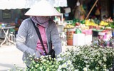 Cúc họa mi xuống phố