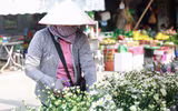 Cúc họa mi xuống phố