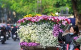 Cúc họa mi xuống phố
