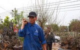 Nhật Tân ươm đào 