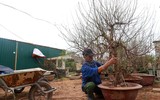 Nhật Tân ươm đào 