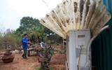 Nhật Tân ươm đào 