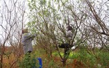 Nhật Tân ươm đào 