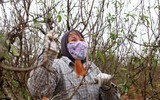 Nhật Tân ươm đào 