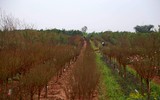 Nhật Tân ươm đào 