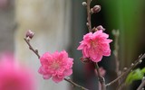 Đào Nhật Tân xuống phố 