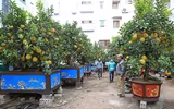 Đào Nhật Tân xuống phố 